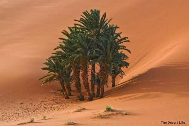 Bivouac Camel Trips Ξενοδοχείο Merzouga Εξωτερικό φωτογραφία